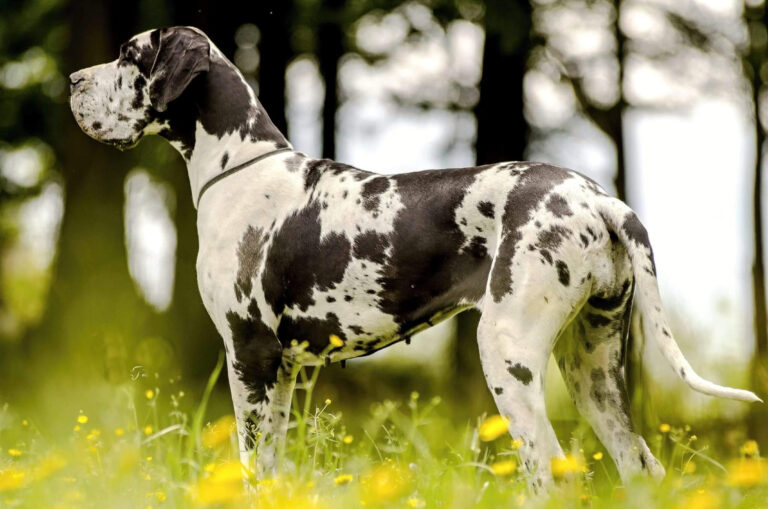 Dogue Allemand arlequin (blanc bigarré de noir)