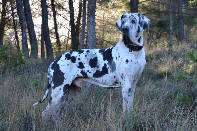Dogue Allemand arlequin