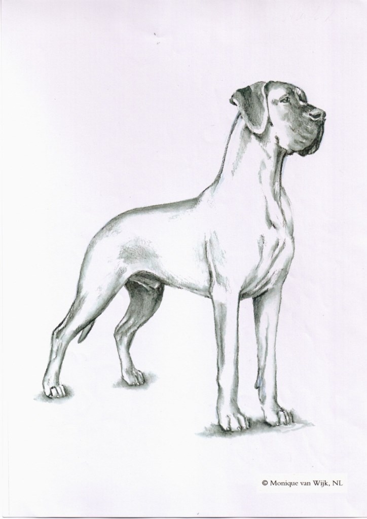 Illustration officielle du Dogue Allemand — Standard FCI N°235