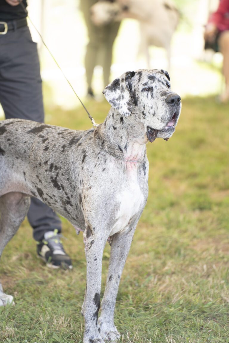Dogue Allemand gris bigarré