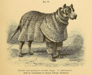 Gravure Dogue d'Ulme