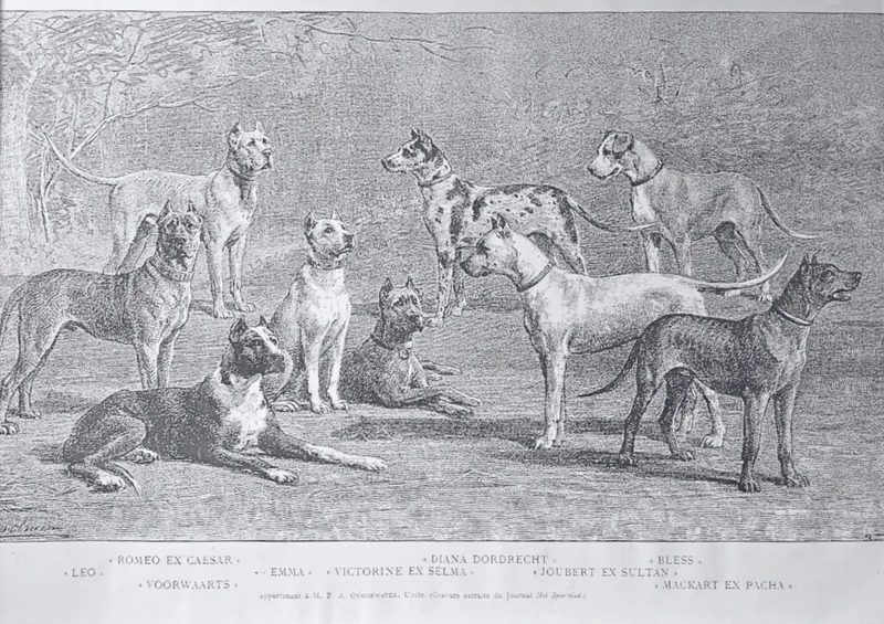 Gravures anciennes de Dogues