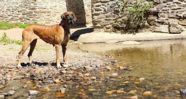 Dogue Allemand fauve