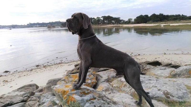 Dogue Allemand bleu