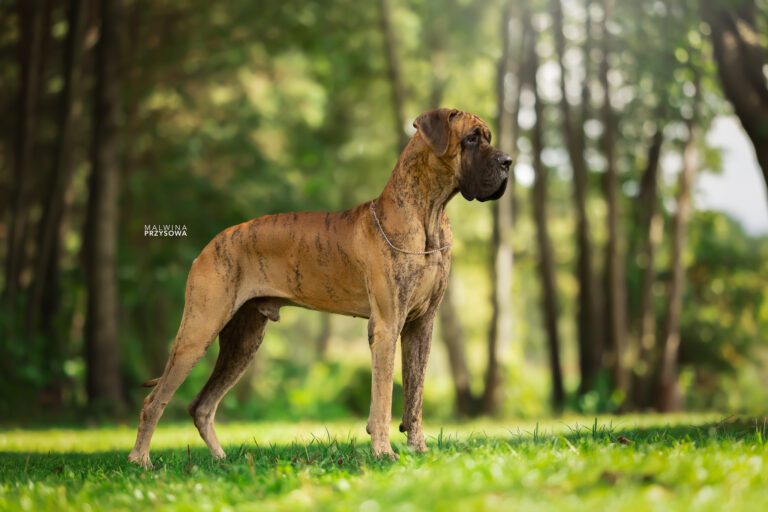 Dogue Allemand bringé