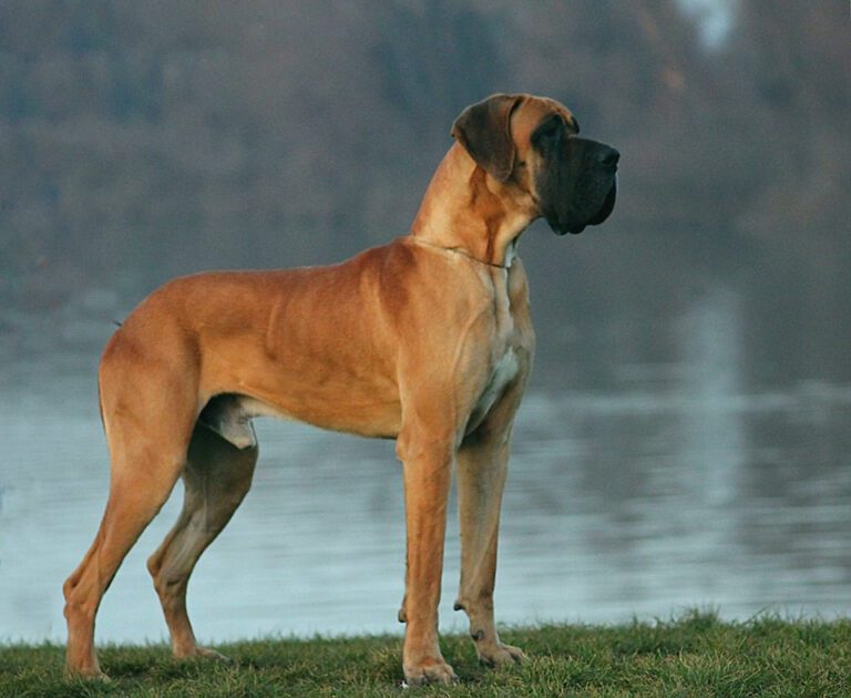 Dogue Allemand fauve