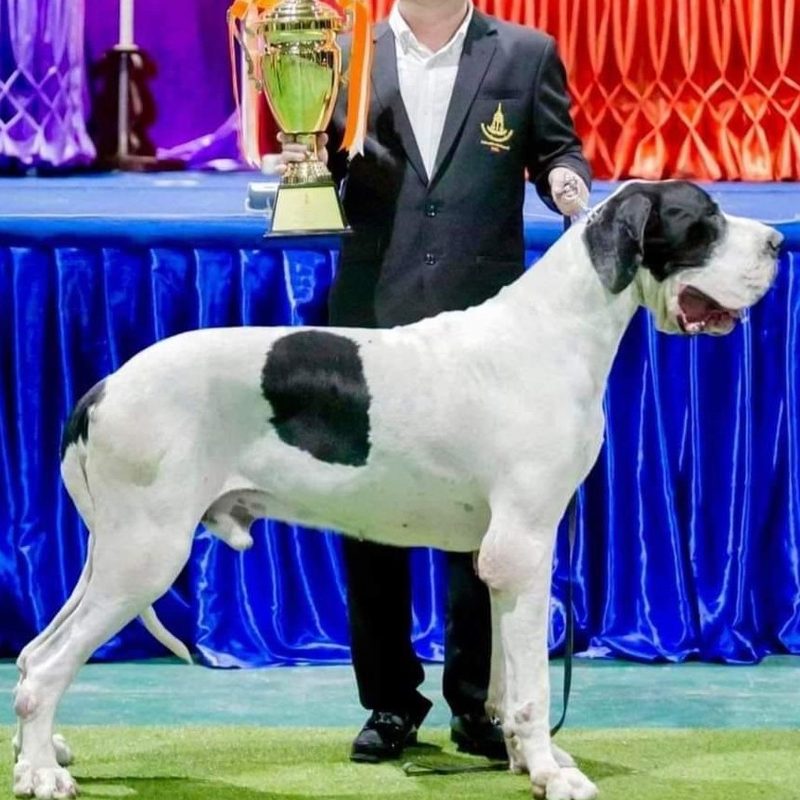 Plattenhunde — ancêtres du Dogue Allemand