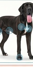 Zones à humidifier sur le Dogue Allemand