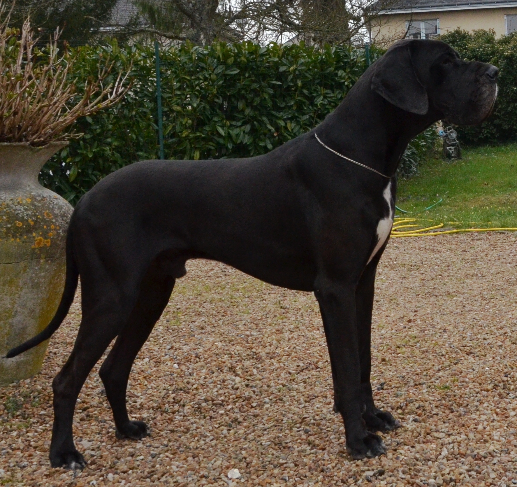 FOCHN Du Temple Sacre D'heloise, Dogue Allemand mâle Noir