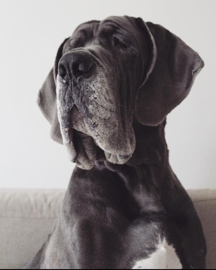 LOPAMUNDRA DE LA LANDE DES GEANTS BLEUS · Dogue Allemand femelle Bleu · LOF 79035 · élevage Confidentiel