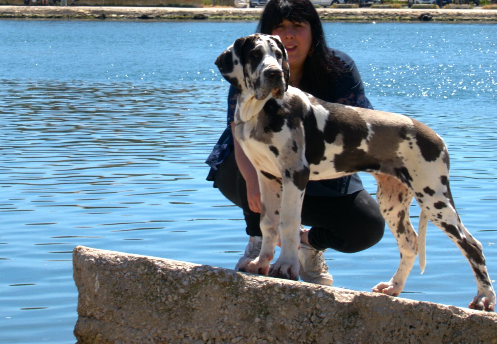 ARWEN DE LA COMTE D'EREBORE · Dogue Allemand femelle Blanc bigarré de noir · LOF 88459 · élevage DE LA COMTÉ D'EREBORE