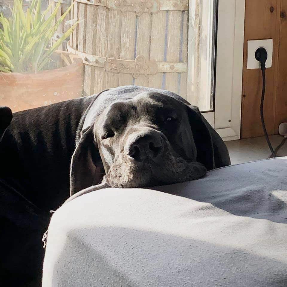 NADESHIKO WARRIOR DU WEKOMUNDO OF DARK ANGEL'S · Dogue Allemand femelle Noir · LOF 80672 · élevage DUPONT AMANDINE & ISABELLE