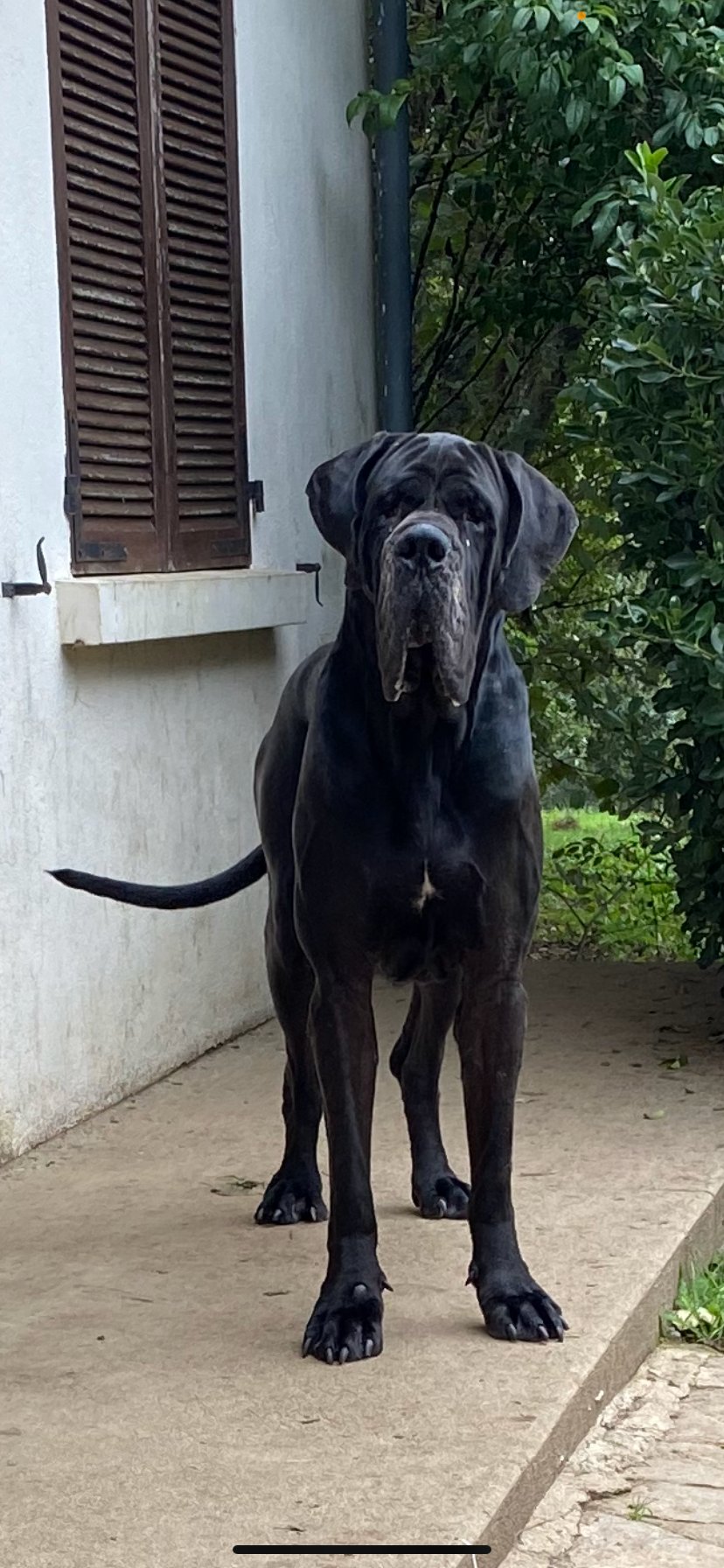 PUCKA Des Iles aux Falaises · Dogue Allemand mâle Noir · LOF 82893 · élevage DUSSAULT LUCIE