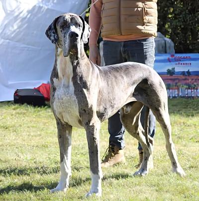 SHALOM Du Haut Dagour, Dogue Allemand mâle Arlequin