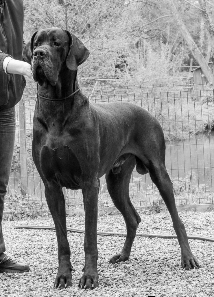 ALESSANDRO Coronegra · Dogue Allemand mâle Noir · LOF 85999