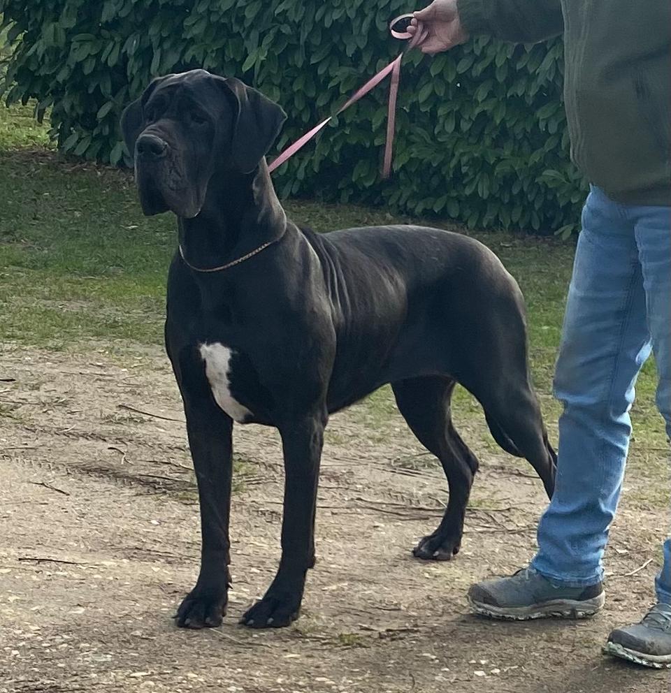 TAHIAVAIHEIANI Des Terres de Romandor · Dogue Allemand femelle Noire · LOF 85846 · élevage AUGE CECILIA