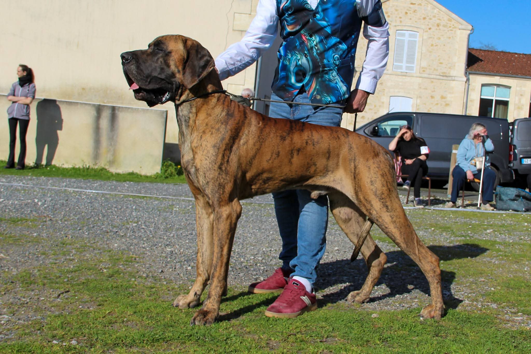 TENNESSEE DU GARRONOUX, Dogue Allemand mâle Bringé