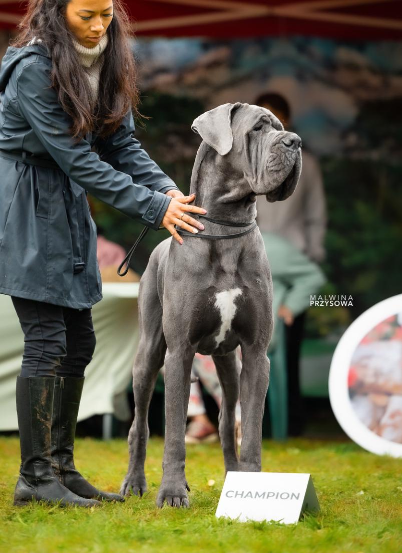 ULKAN Des Terres de Romandor · Dogue Allemand mâle Bleu · LOF 86328 · élevage AUGE CECILIA