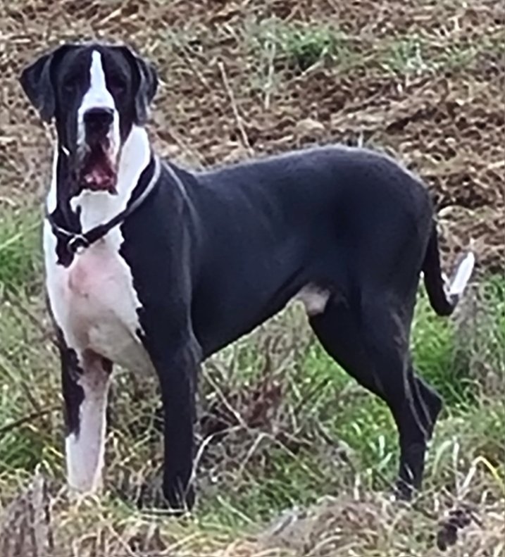 UBIWAN Du Haut Dagour, Dogue Allemand mâle Noir