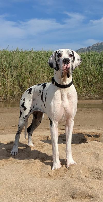 ULTIMA Du Haut Dagour, Dogue Allemand femelle Arlequin