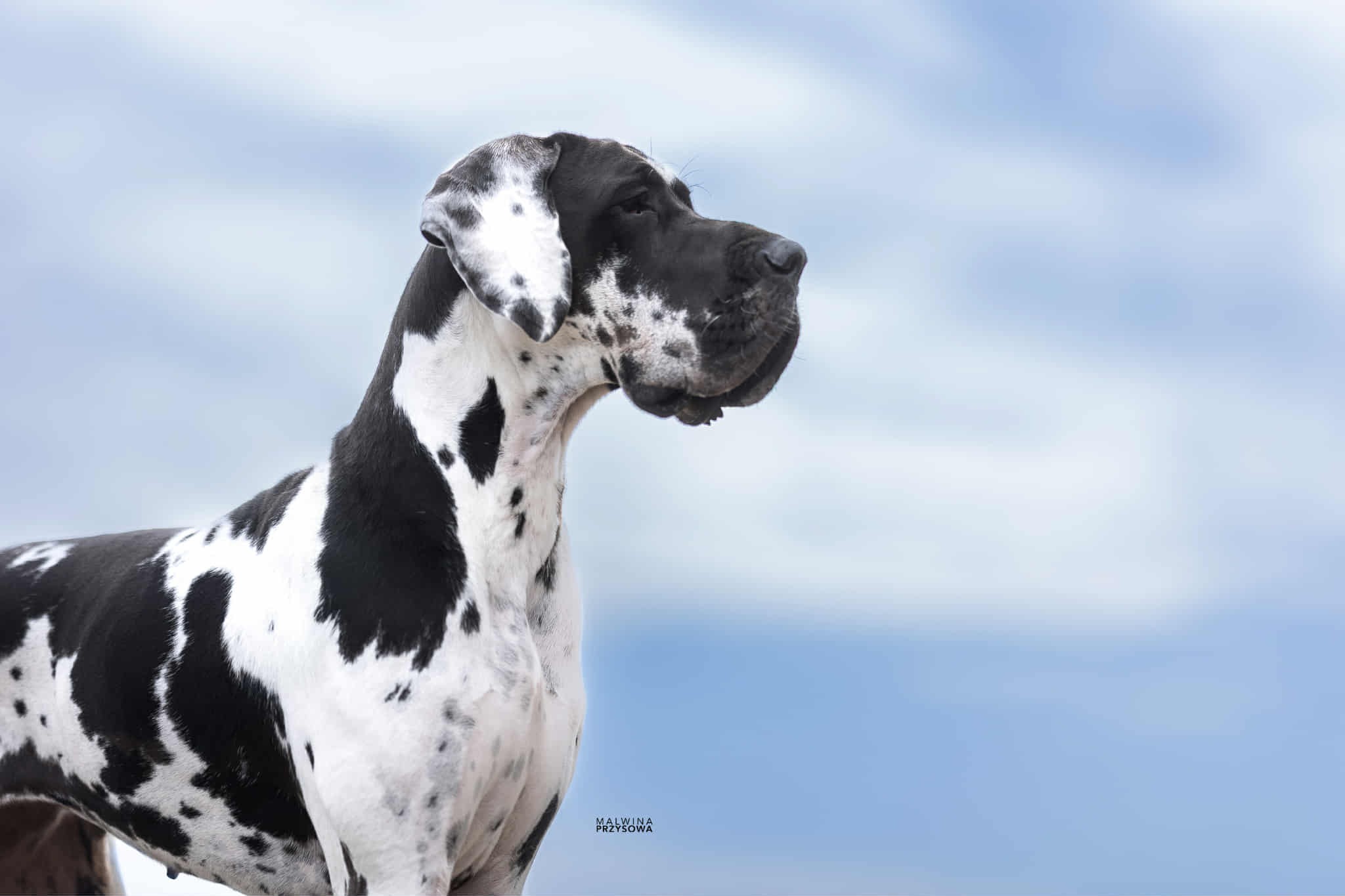 VON DIVA Des Black Dogs Of Go Spirit · Dogue Allemand femelle Blanche bigarrée de noir · LOF 87213 · élevage GOUERY-SEVERI GRAZIELLA