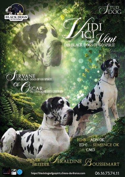 VIDI VICI DES BLACK DOGS OF GO SPIRIT · Dogue Allemand mâle Blanc bigarré de noir · LOF 87218 · élevage BOUSSEMART GERALDINE