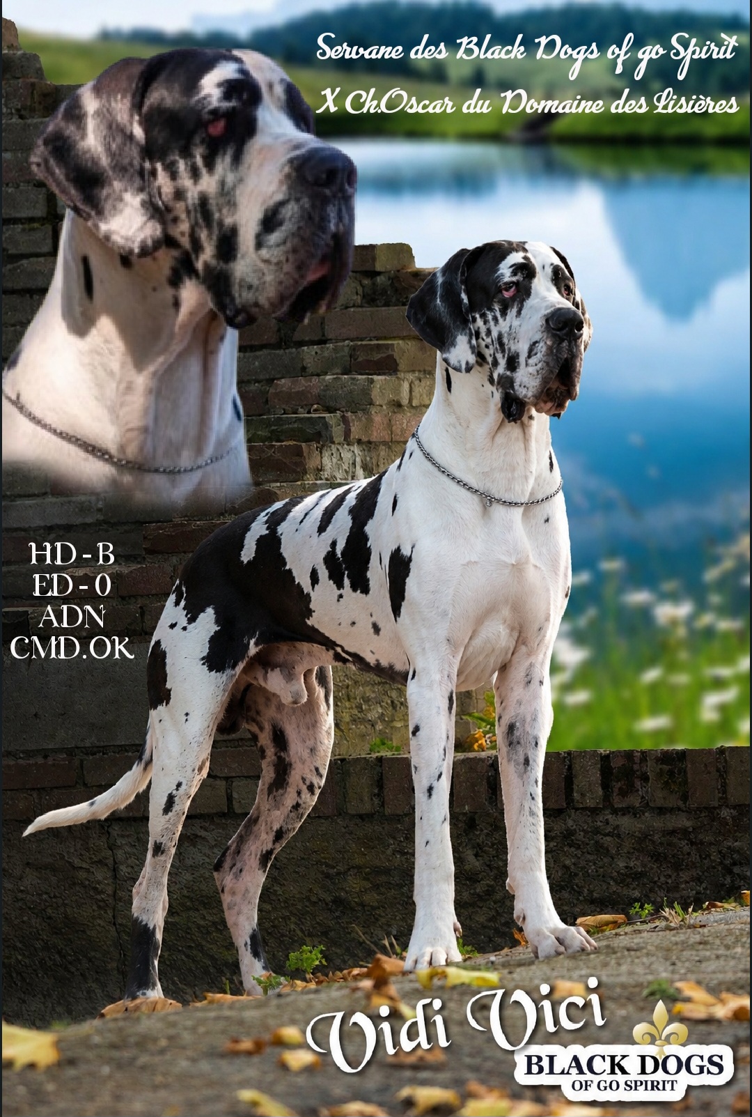 VIDI VICI DES BLACK DOGS OF GO SPIRIT, Dogue Allemand mâle Blanc bigarré de noir