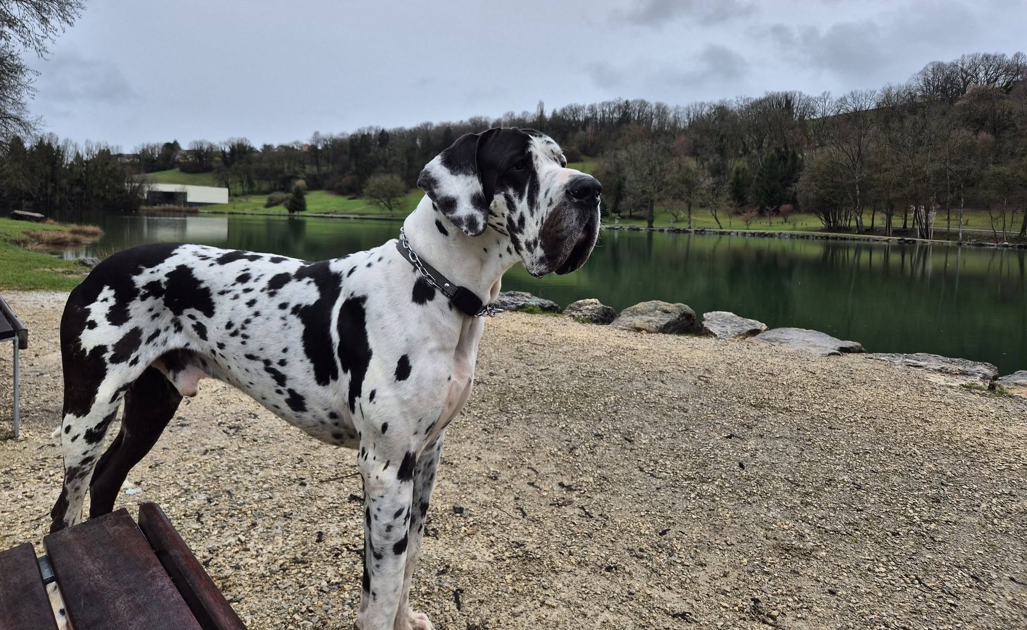 VOLKY Des Terres D'akna, Dogue Allemand mâle Blanc bigarré de noir
