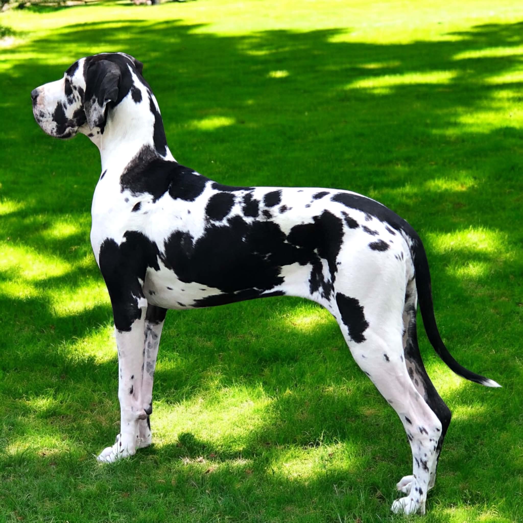 VVATASHI NO AI ANAMEE PRIME C'era Una Volta · Dogue Allemand femelle Noire · LOF 87886 · élevage VARIN KARINE