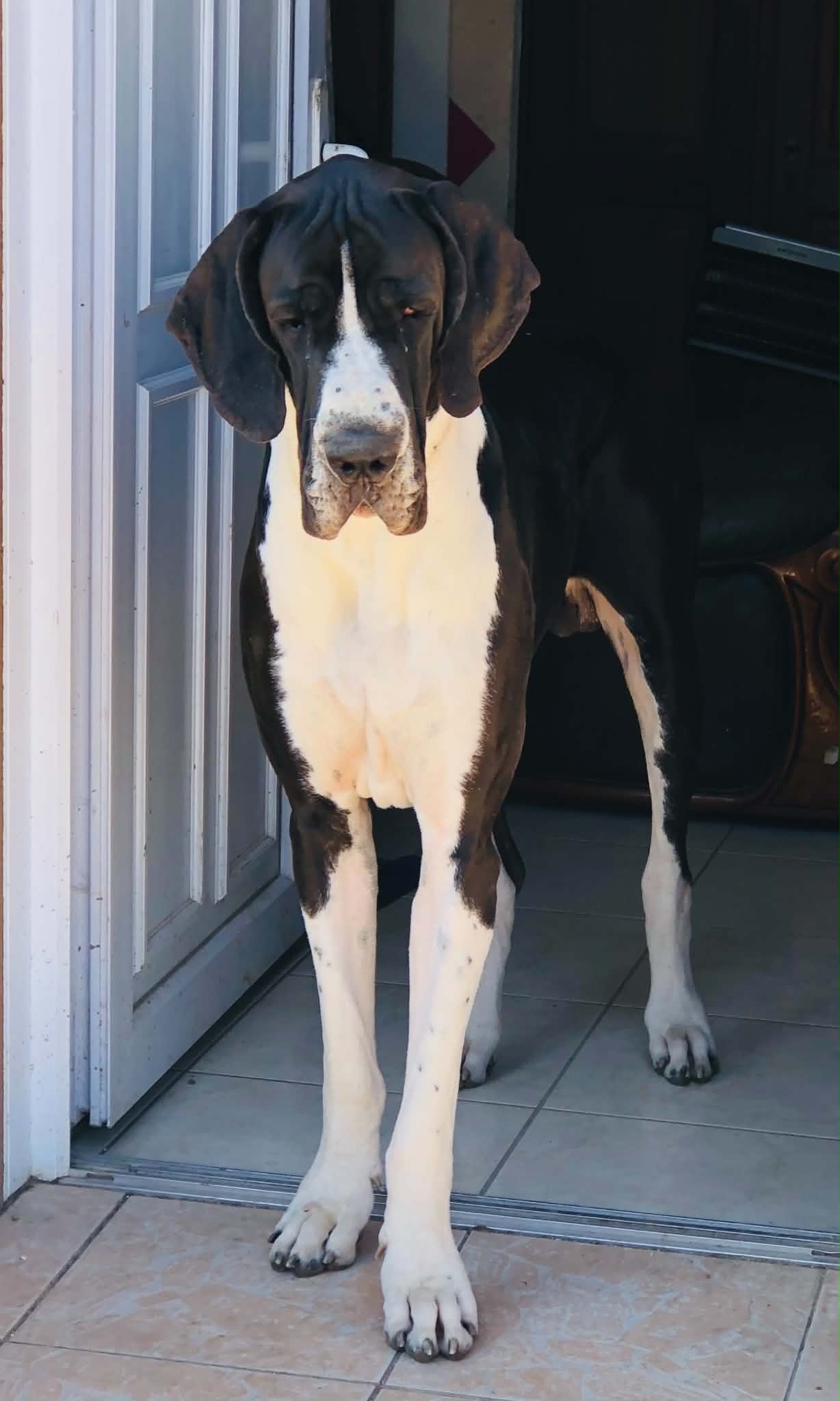V' NARUTO IL BUONGUSTAIO C'era Una Volta · Dogue Allemand mâle Noir · LOF 87889 · élevage VARIN KARINE