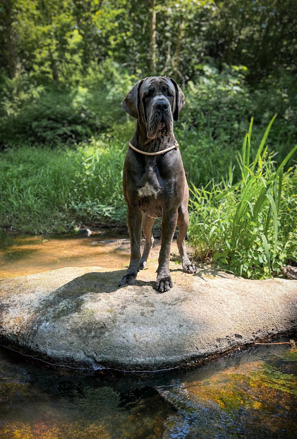 APARANJAN DES SOURCES DU GRAND DOLMEN · Dogue Allemand mâle Bleu · LOF 87945 · élevage Confidentiel