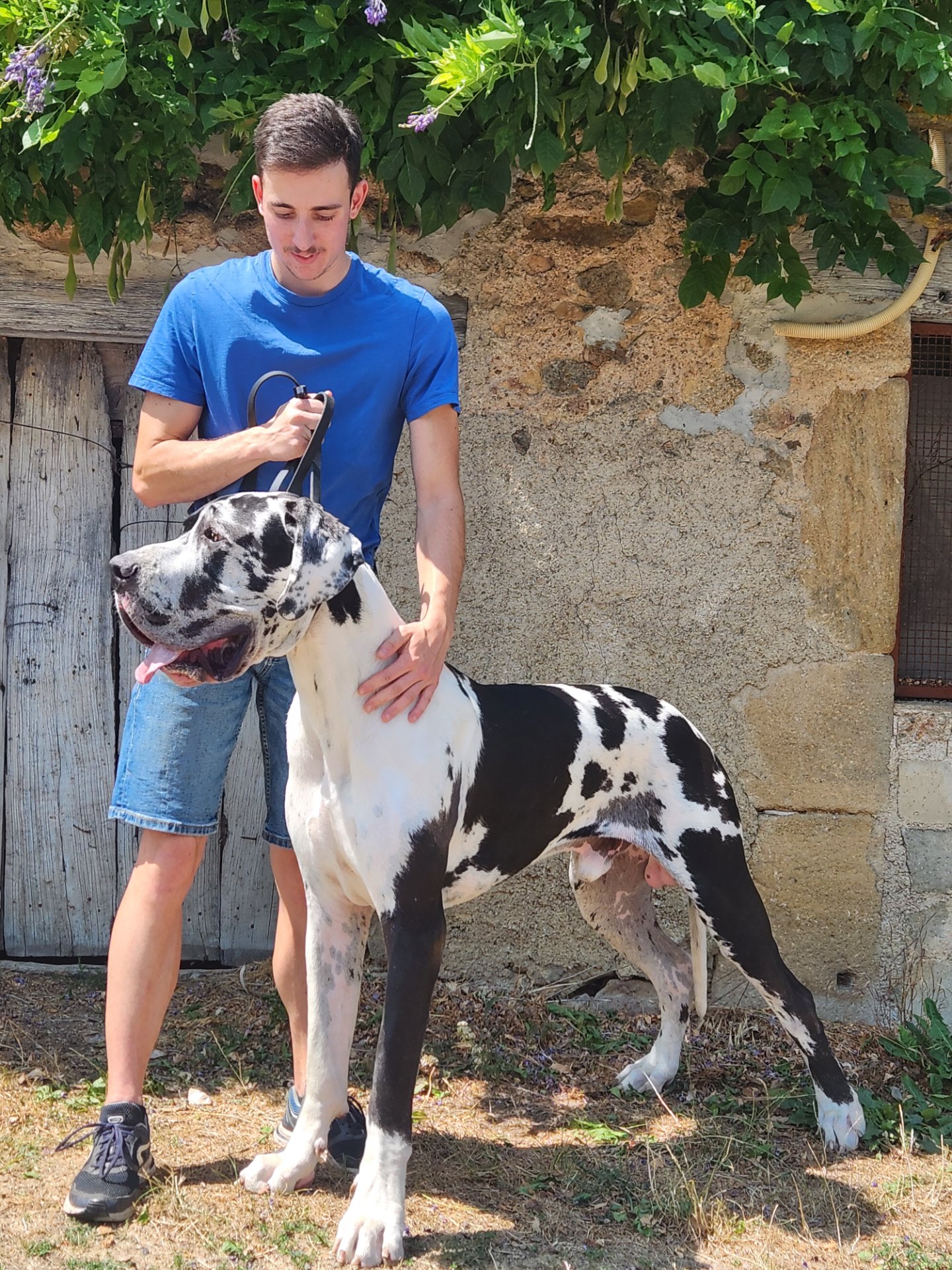 AZZARO DES GARDIENS DE PRAILLES · Dogue Allemand mâle Blanc bigarré de noir · LOF 88146 · élevage COMBES MARIE-LAURE & M. DI BILIO CEDRIC