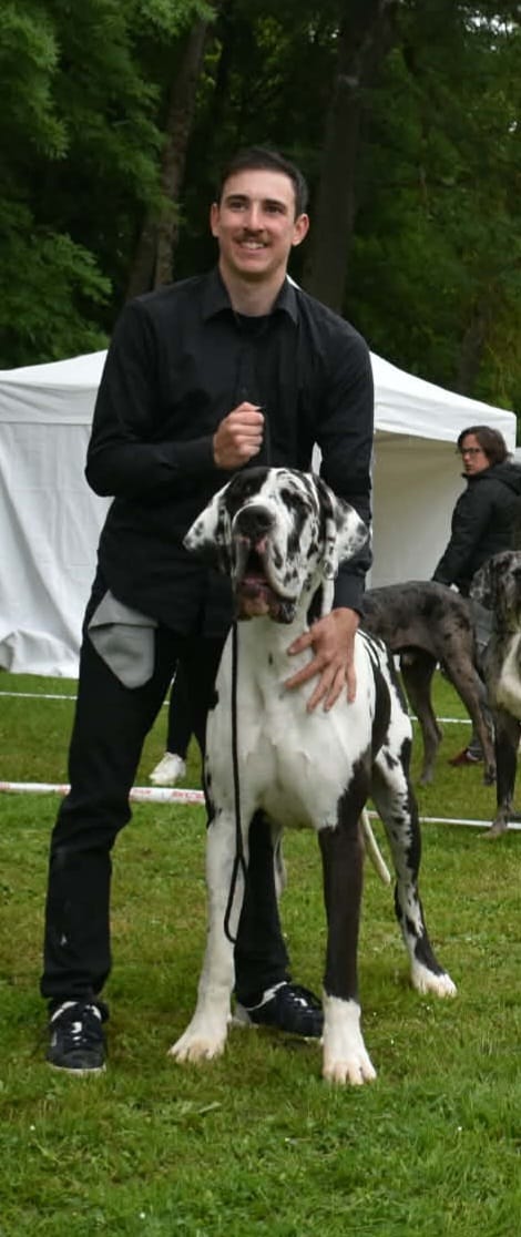 AZZARO DES GARDIENS DE PRAILLES · Dogue Allemand mâle Blanc bigarré de noir · LOF 88146 · élevage COMBES MARIE-LAURE & M. DI BILIO CEDRIC