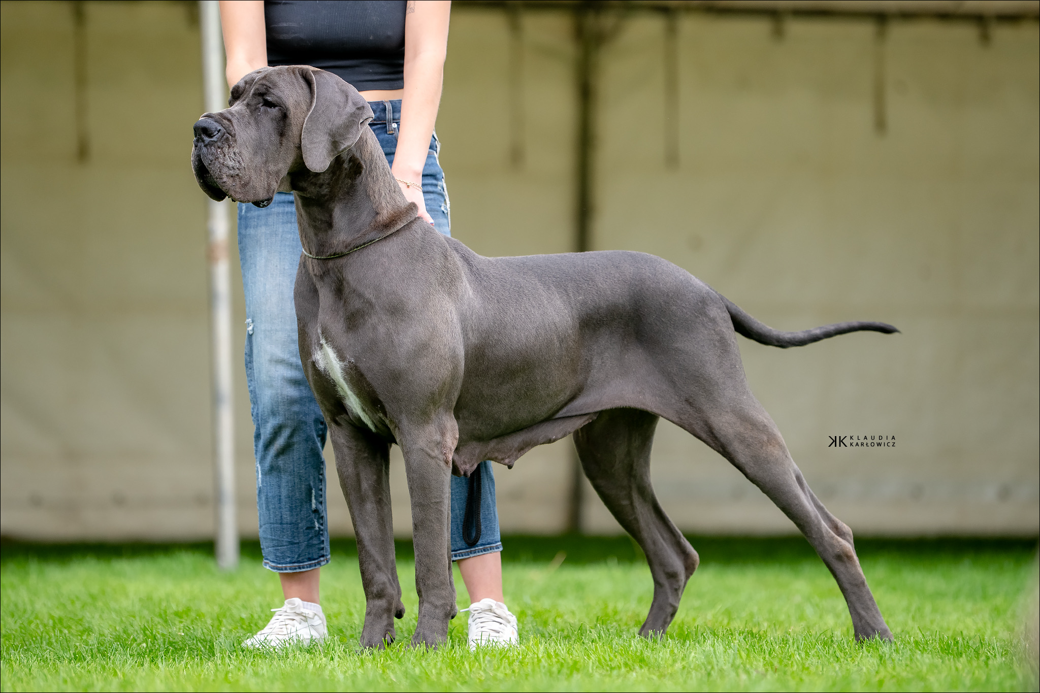 Photo du chien GRAZIA MODRY EFEKT — élevage Des Terres de Phelyzia