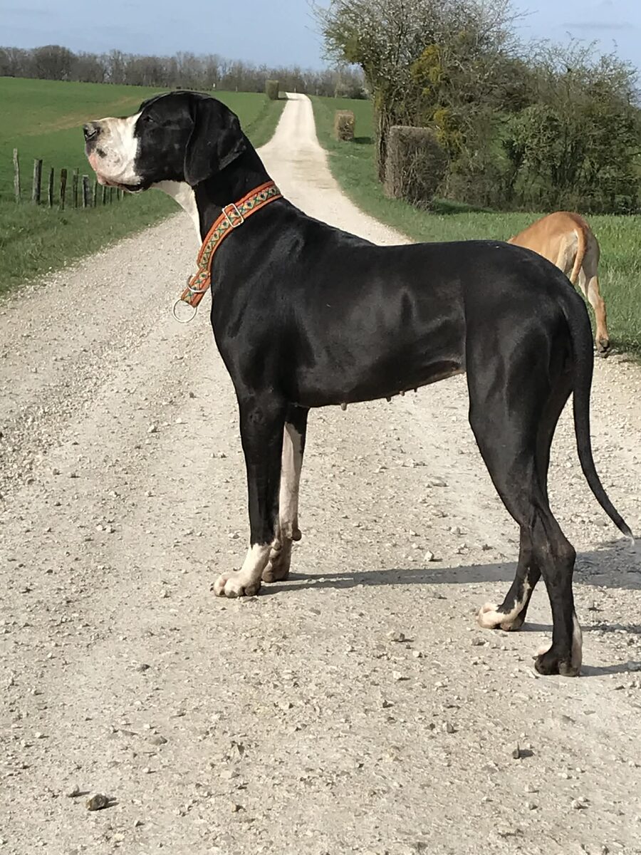 VOGUE