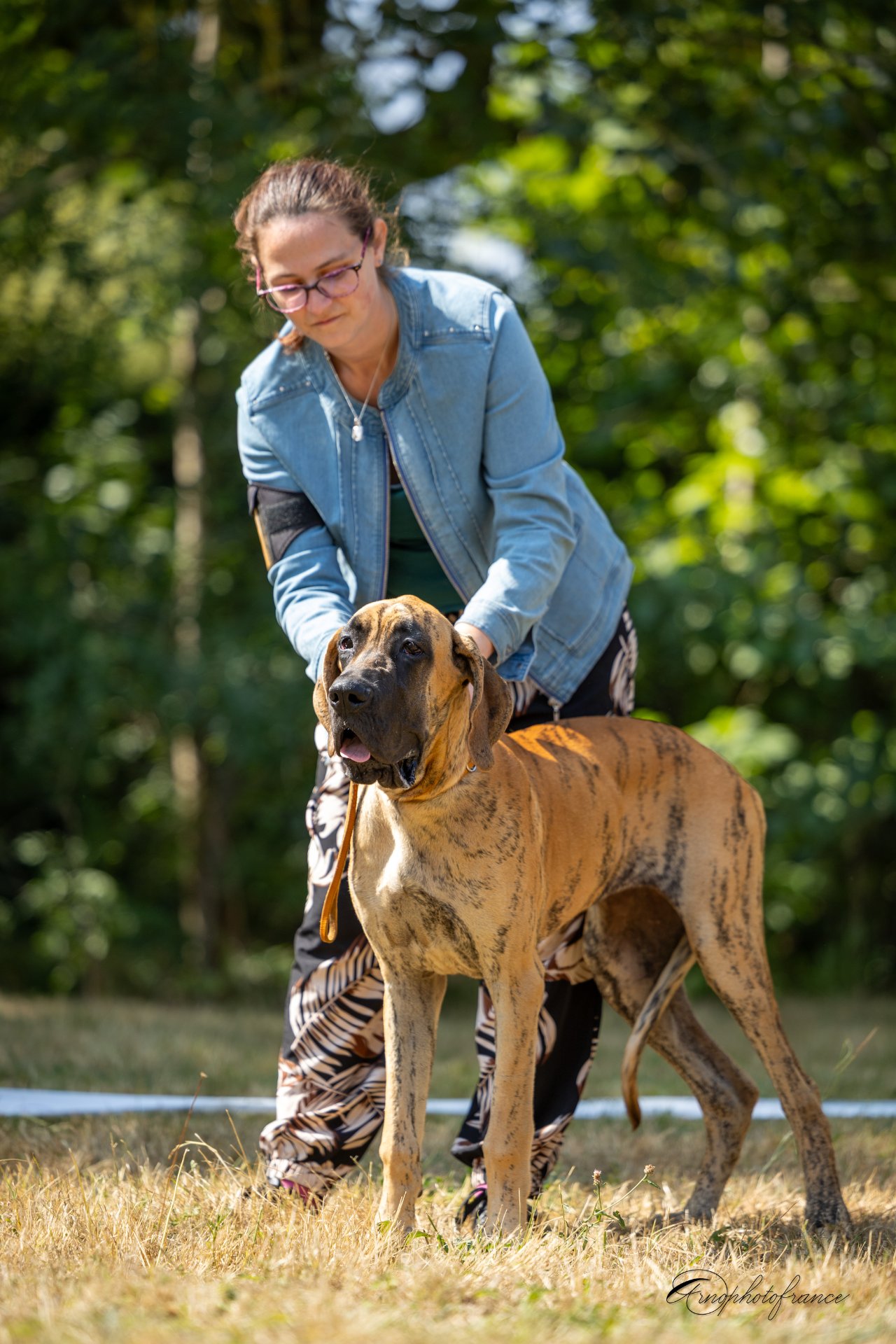 BLUEBELLE DES ZAMOURS DE CAUX · Dogue Allemand femelle Bringé · LOF 88662 · élevage Mme FRANK Christelle