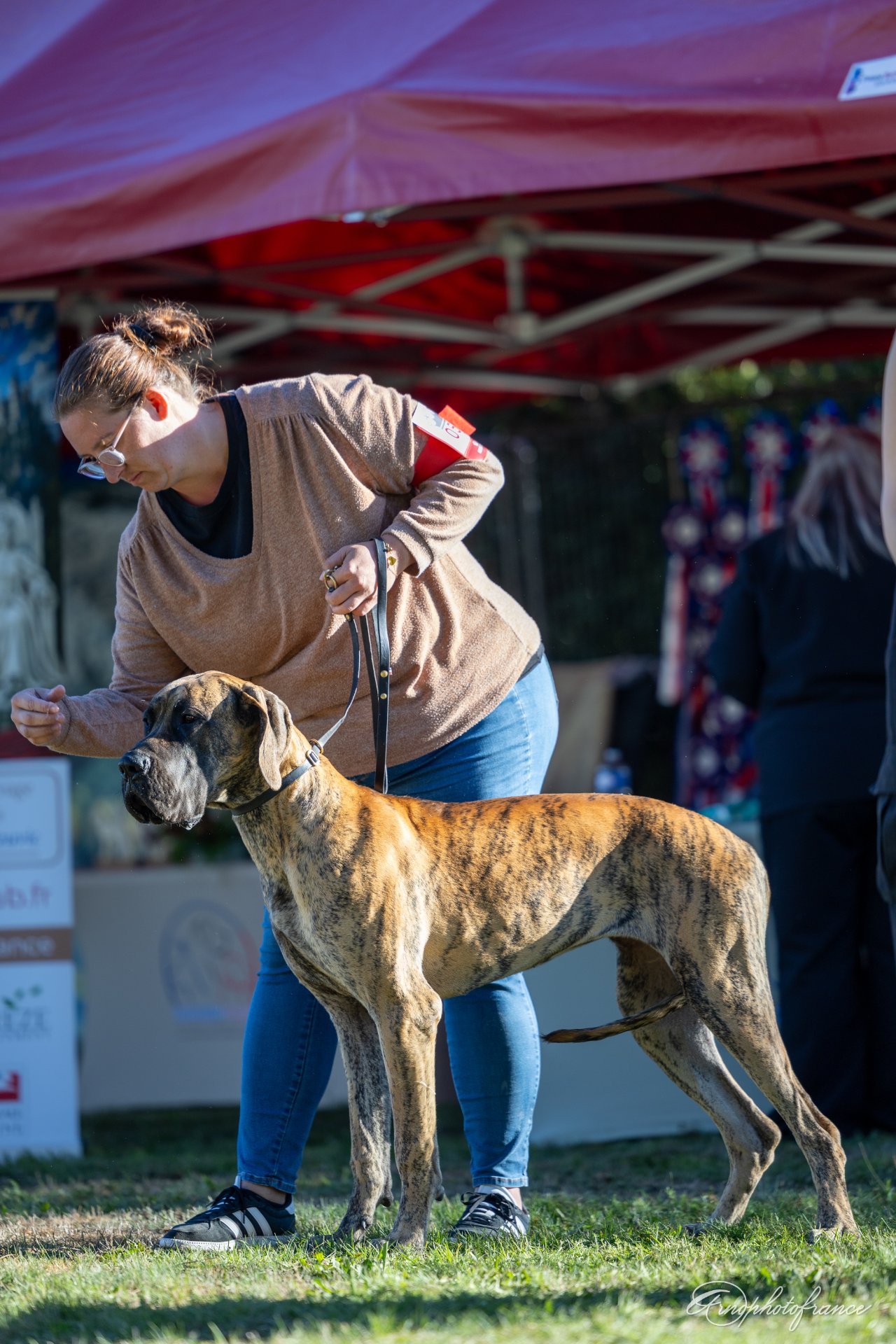 BOUH DES ZAMOURS DE CAUX · Dogue Allemand femelle Bringé · LOF 88663 · élevage Mme FRANK Christelle
