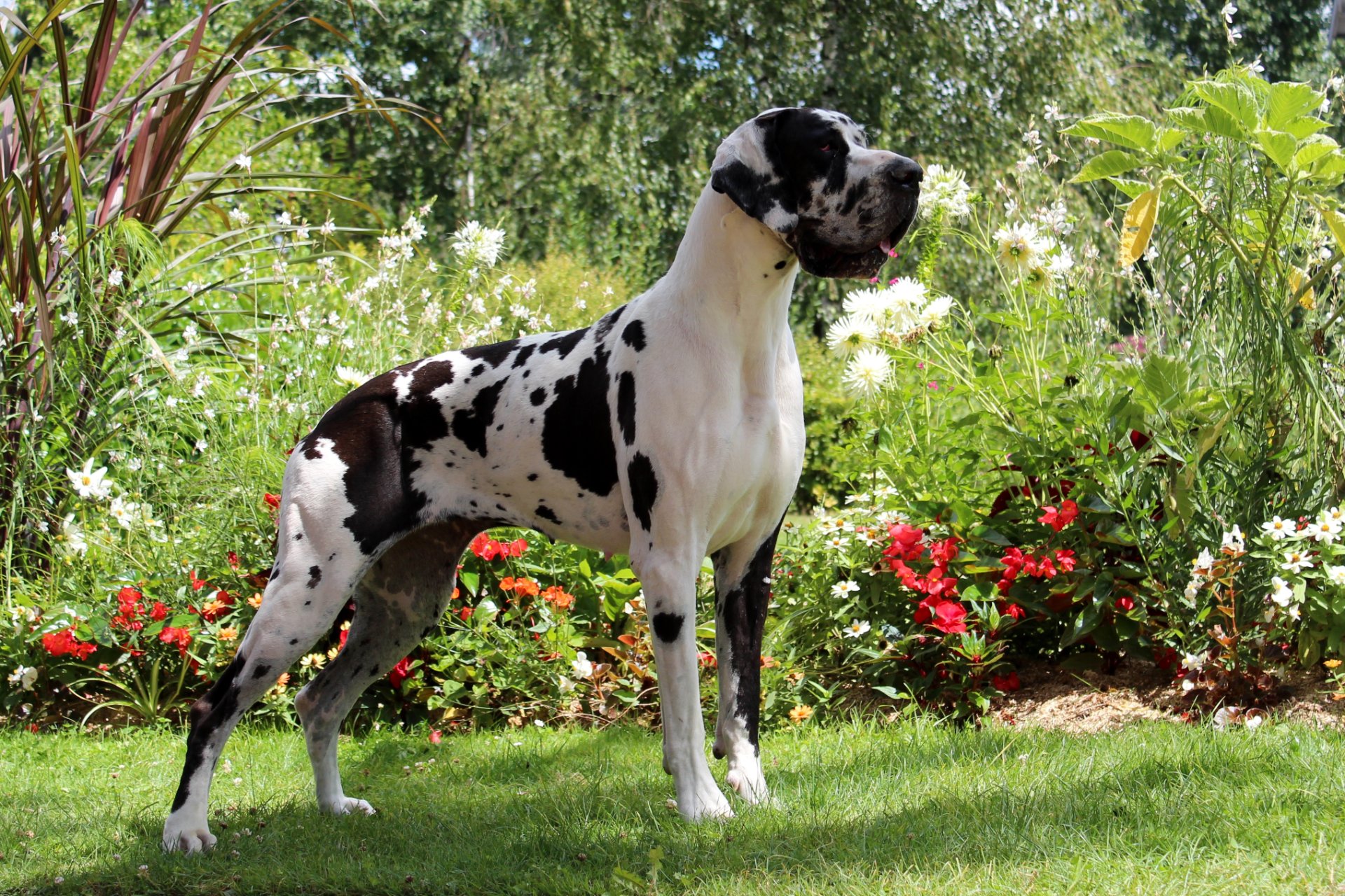 HAWAI Du Temple Sacre D'heloise · Dogue Allemand femelle Noire · LOF 74385 · élevage MONNIN ELISABETH