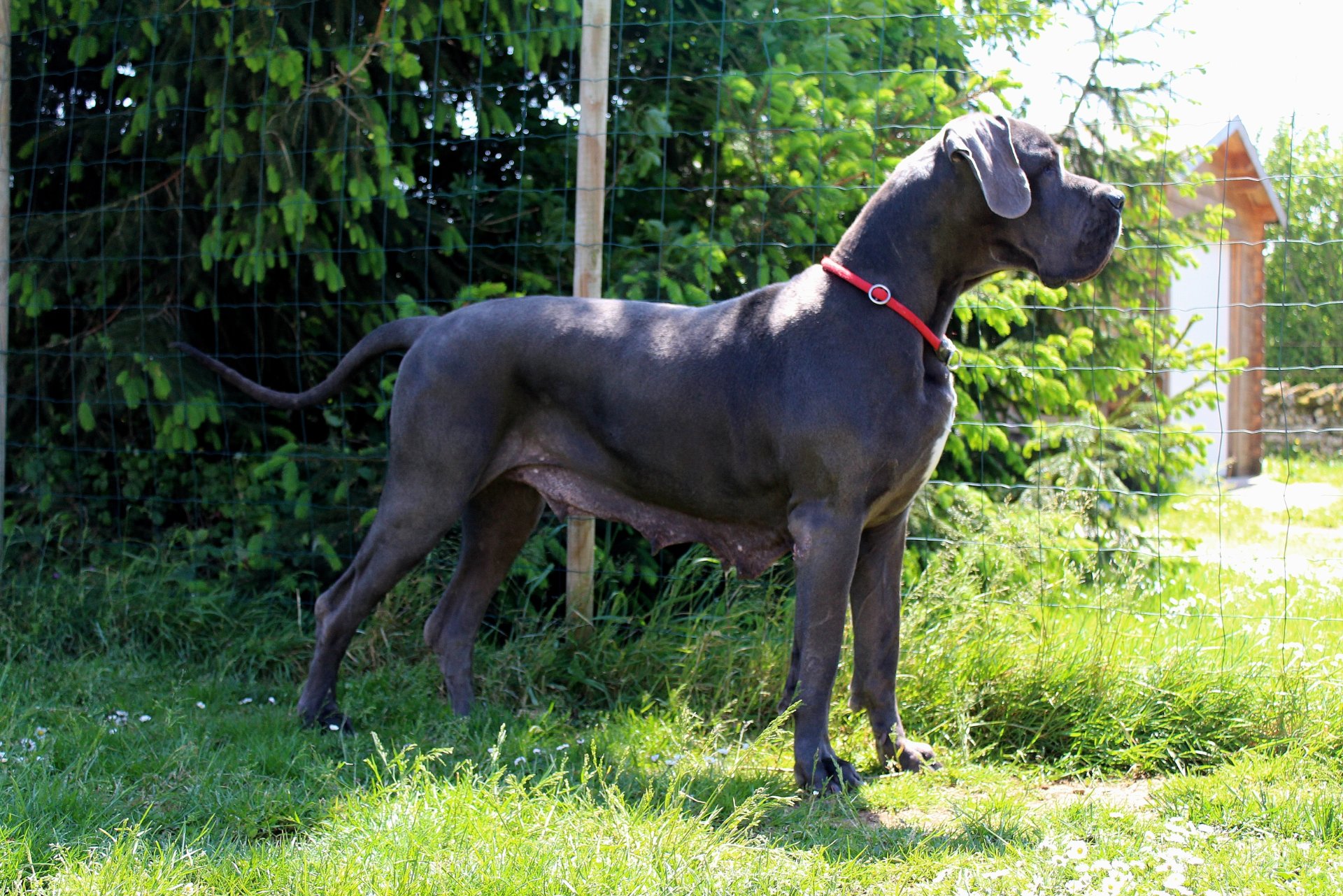 HAPHRODITE De la Prairie des Fees · Dogue Allemand femelle Bleue · LOF 74967 · élevage JOUBERT MARYSE