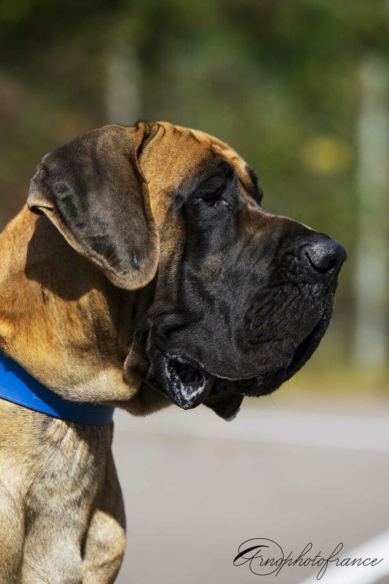 SILVER DES ZAMOURS DE CAUX, Dogue Allemand mâle Fauve