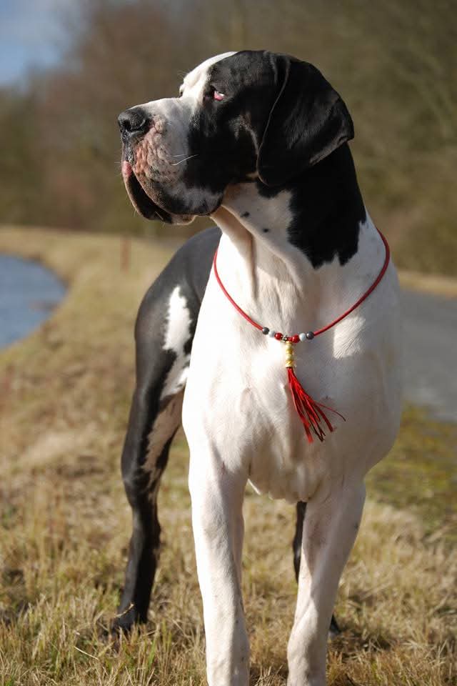 LANCELOT
