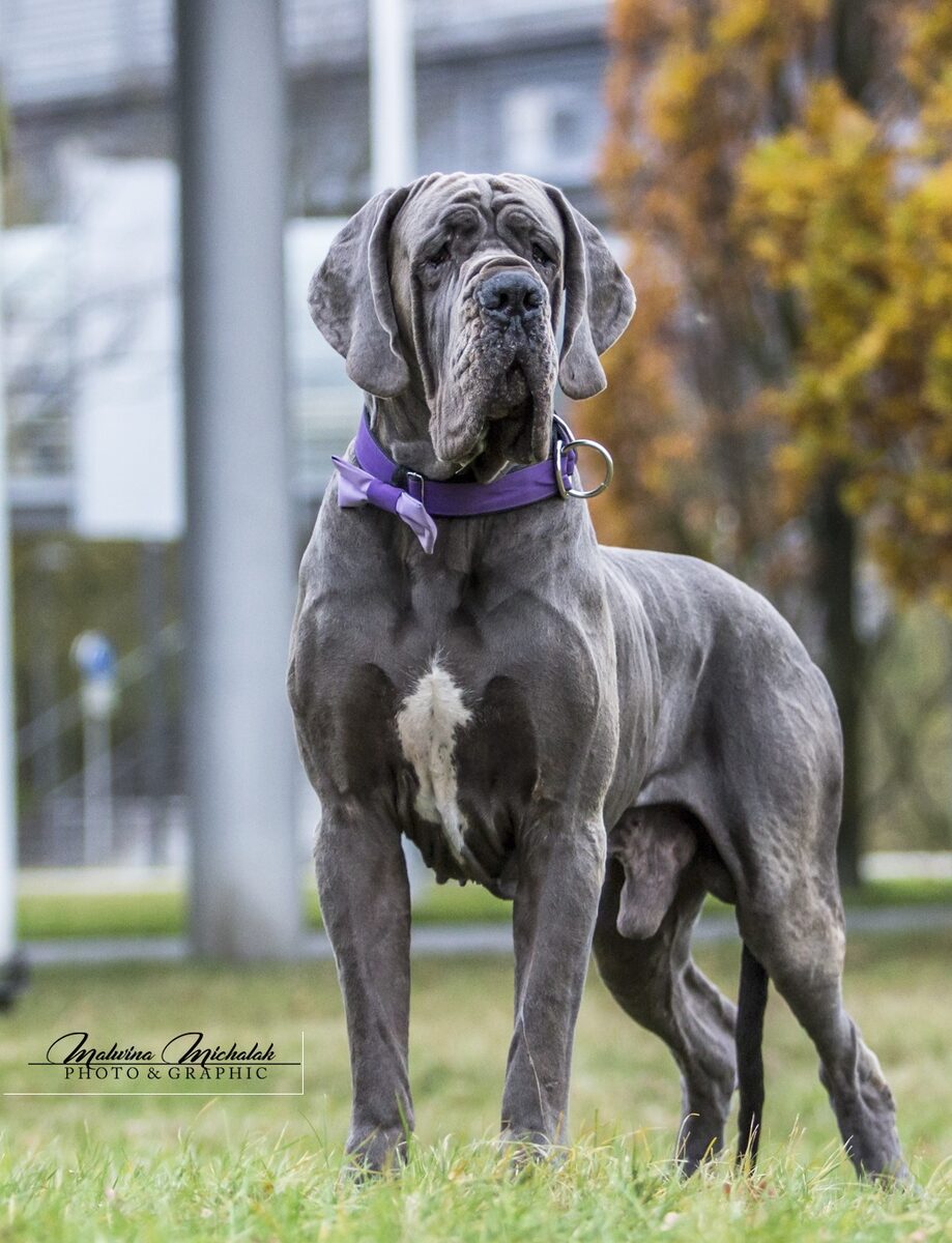 EVANGEL-LION-B DELLA BAIA AZZURRA Della Baia Azzurra, Dogue Allemand mâle Bleu