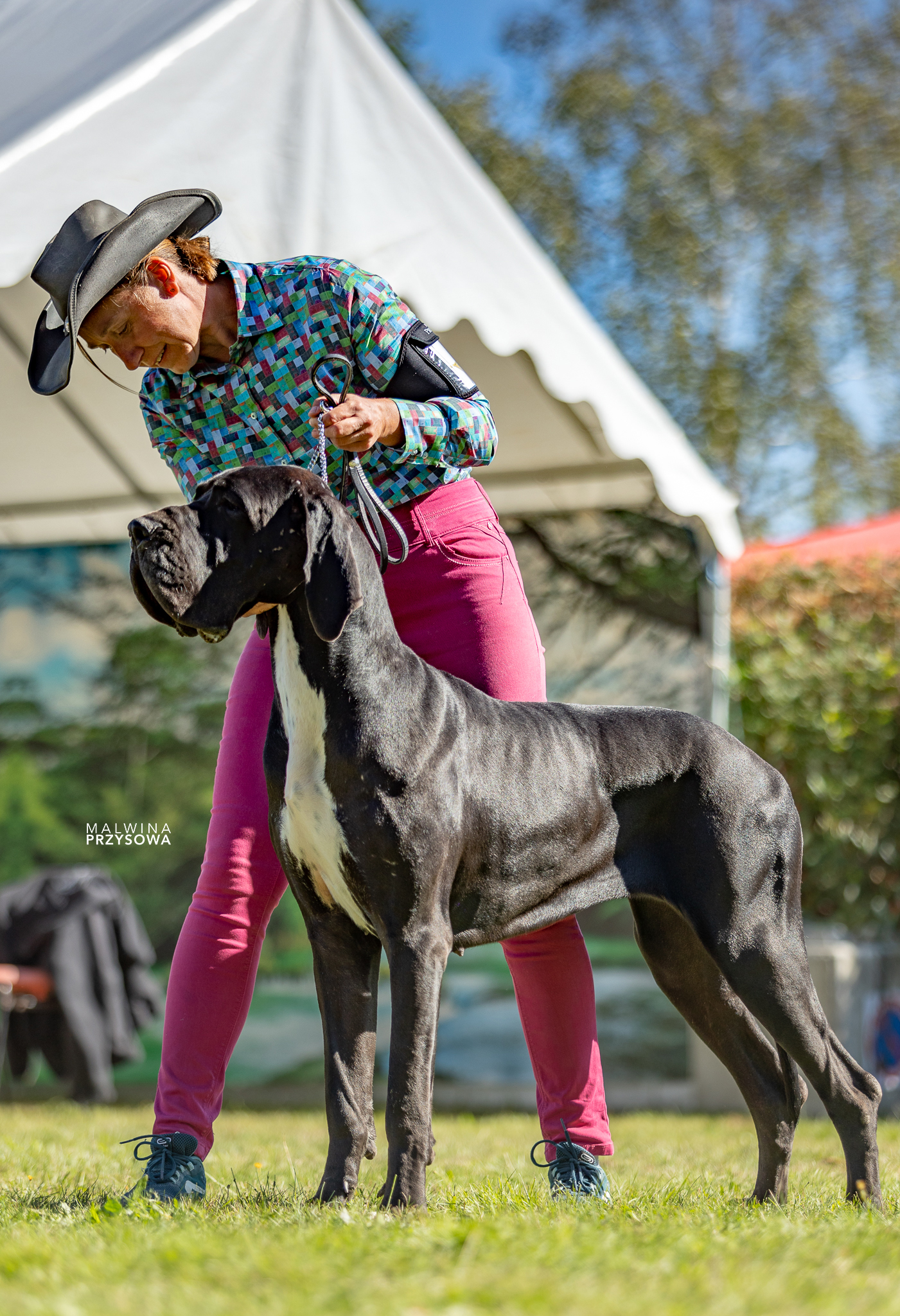 SOREN D'HOSZELEE · Dogue Allemand femelle Noir · LOF 84130 · élevage ZEMAN EMMA