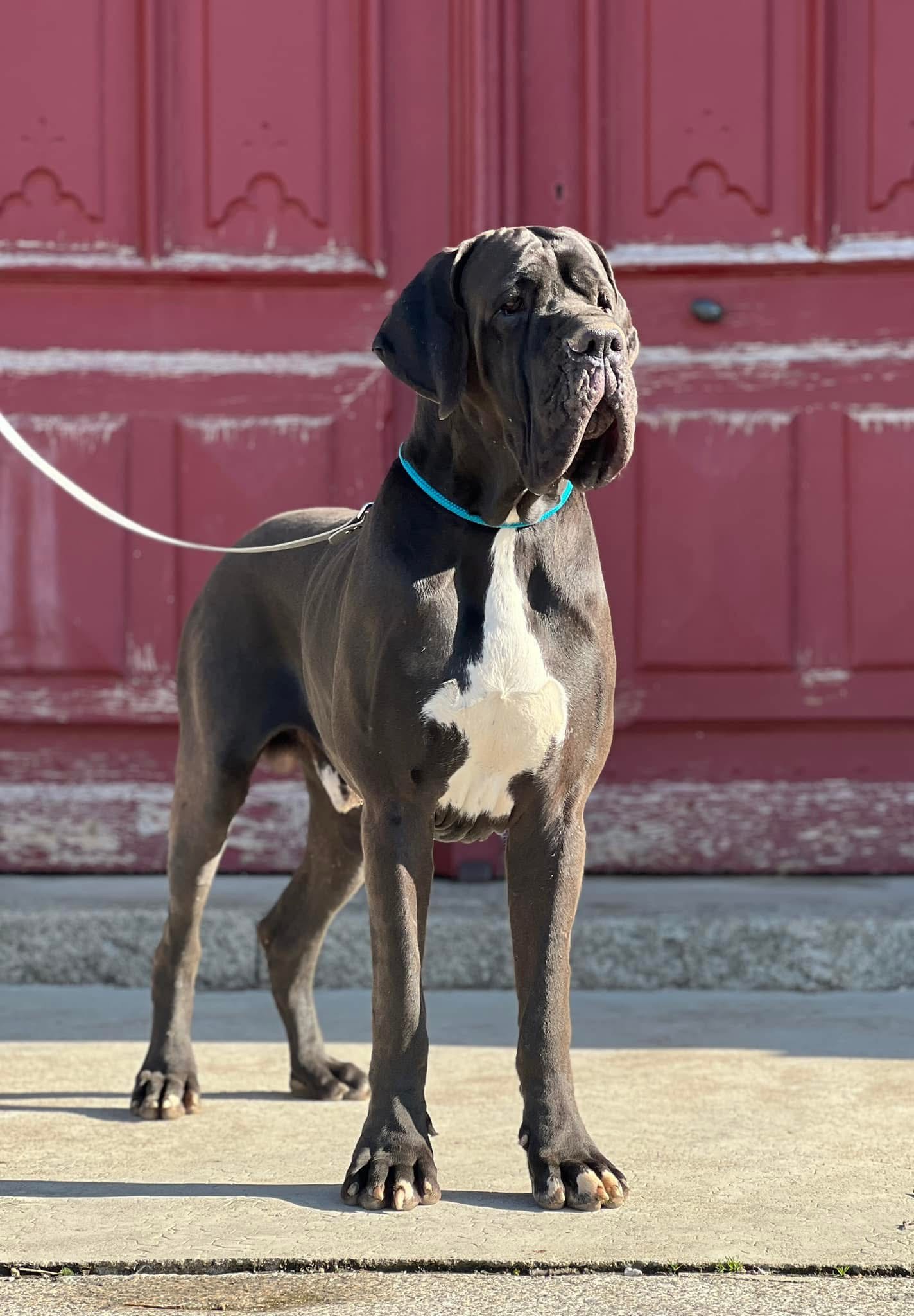 THIRAN DE LA BENJAMINE, Dogue Allemand mâle Noir