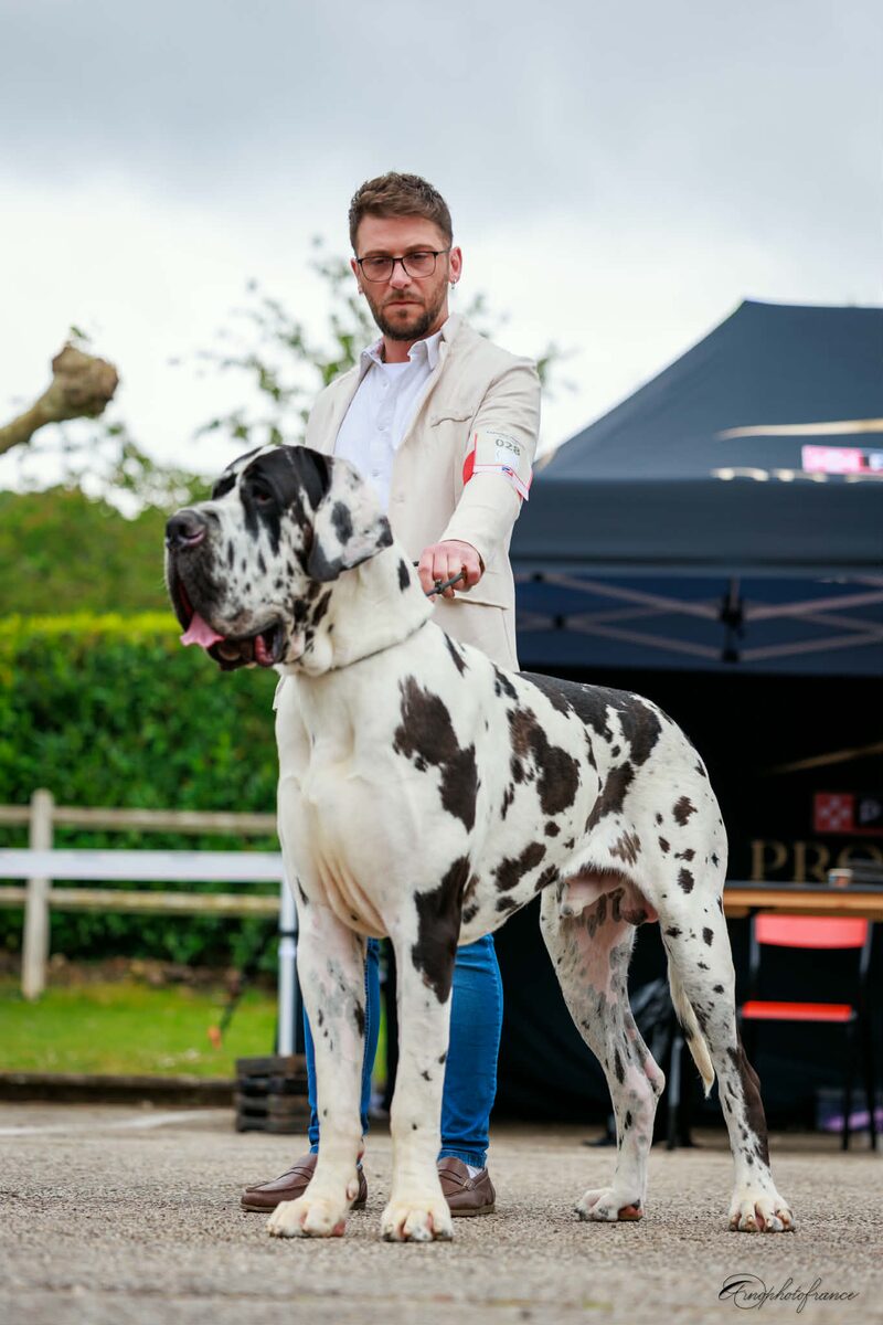 ALPHONSE DES GEANTS DU PARADIS D'HAVA · Dogue Allemand mâle Blanc bigarré de noir · LOF 88277 · élevage MEURICE GREGORY