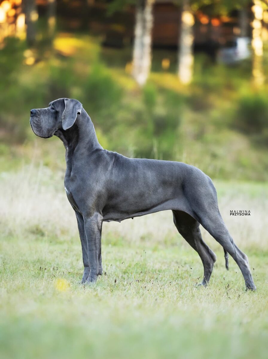 SAMHAIN SOLEEN ' DRA DES SOURCES DU GRAND DOLMEN · Dogue Allemand femelle Bleu · LOF 84974 · élevage Confidentiel