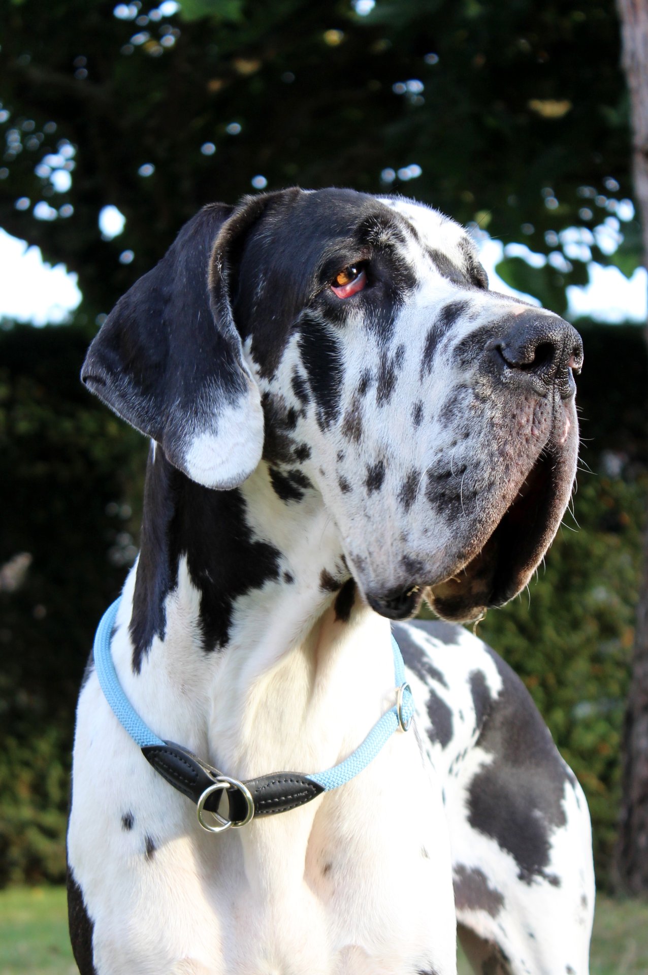 DIVA Vom Hause Black Diamond · Dogue Allemand femelle Noire · LOF 76977