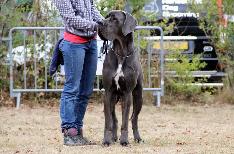 LOVANA D'hoszelee · Dogue Allemand femelle Bleue · LOF 78249 · élevage ZEMAN EMMA