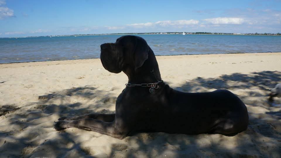 DANTES DE MONTECRISTO DELLA BAIA AZZURRA · Dogue Allemand · LOI 12/41571 · élevage M. DONATI Patrizio