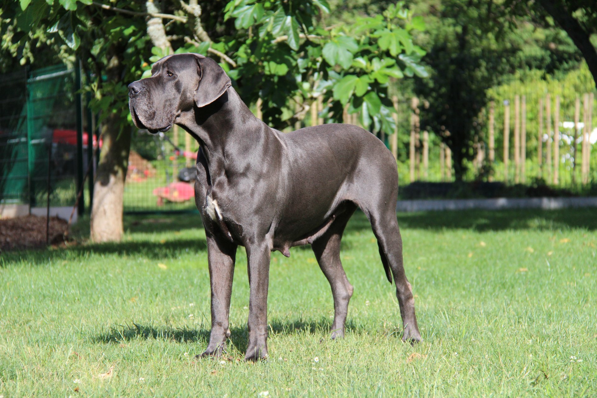 MAUVE D'hoszelee · Dogue Allemand femelle Bleue · LOF 79489 · élevage ZEMAN EMMA